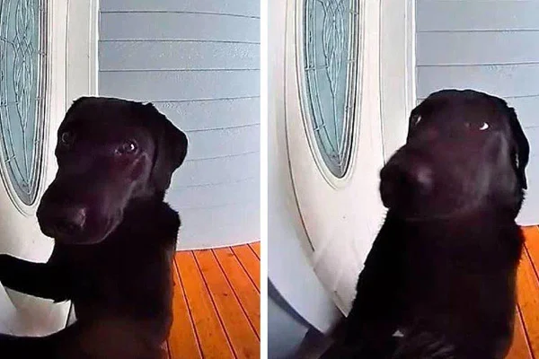 montagem com duas fotos de uma cachorra preta tocando campainha