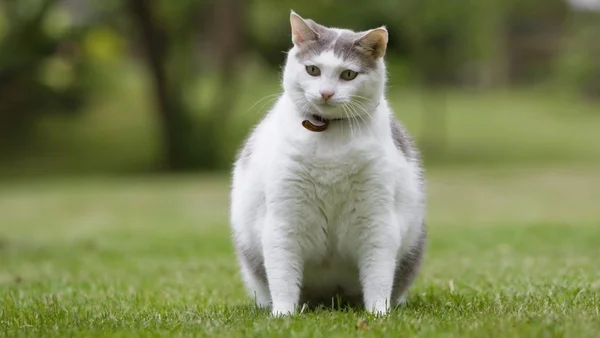 Na foto, um gato gordinho sentado em cima de uma grama