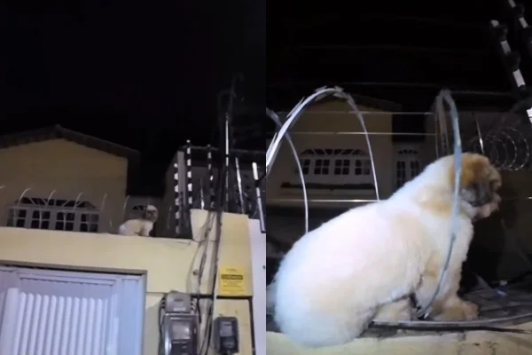 Cão Shih Tzu é resgatado após ficar preso em cerca elétrica no Ceará