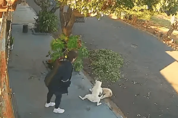 shih tzu mordido pit-bull interior sp