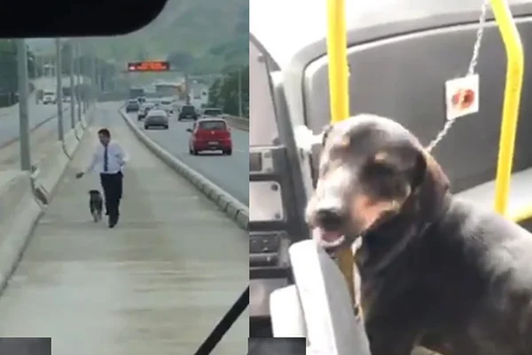 Motorista para ônibus, resgata cão que seria atropelado e é aplaudido