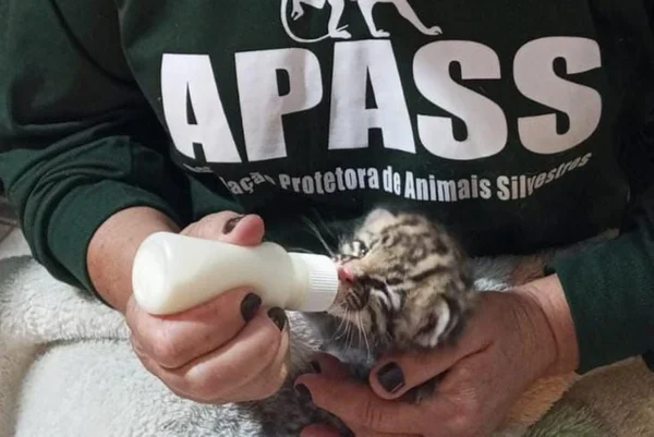 Filhote de felino é encontrado em fazenda de SP após fortes chuvas - Metrópoles