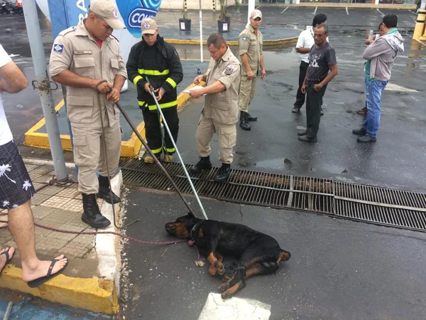 Vídeo: funcionária de supermercado sofre ataque brutal de rottweiler