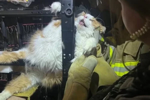 Gato fica preso em cadeira ao tentar fugir de consulta no Kansas