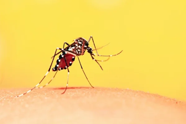 Imagem colorida de mosquito que transmite febre amarela