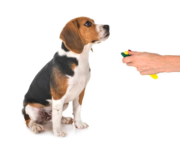 Cachorro sendo adestrado