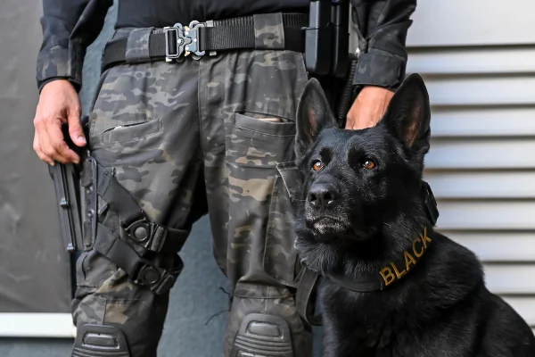 Tropa K9: veja descobertas inacreditáveis dos cães policiais da PCDF