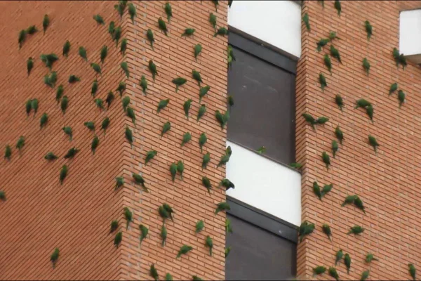 Maritacas em prédio de São Paulo