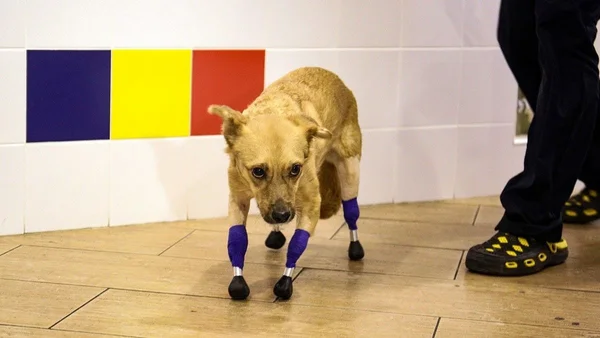 Na foto, uma cachorrinha com próteses nas patas em pé