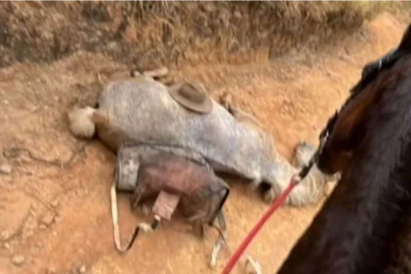 O caso aconteceu no dia 16 de agosto em Bananal, no interior de São Paulo. Homem que mutilou o cavalo foi condenado por maus-tratos - Metrópoles
