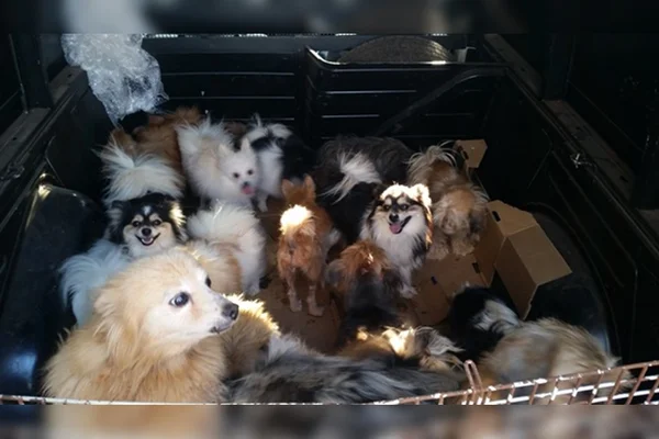 Justiça proíbe venda de animais domésticos em vias públicas do DF