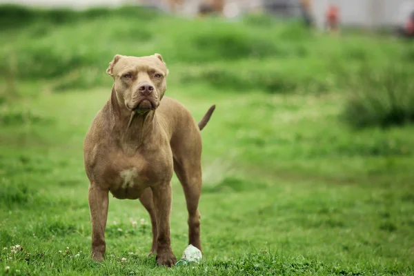 Tutor de pit-bull indenizará dona de yorkshire atacada em restaurante