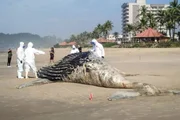 Baleia-jubarte encalhada em praia de Itanhaém