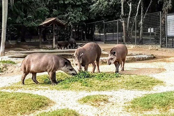Extintas na natureza, antas são reintroduzidas em floresta do Rio