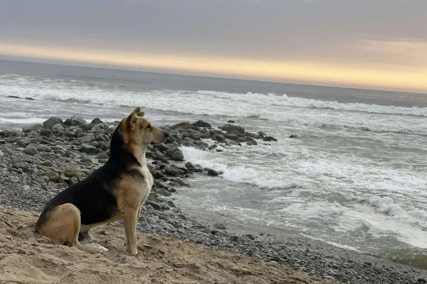 Cachorro que visita o mar