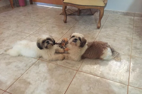 dois cachorros deitados