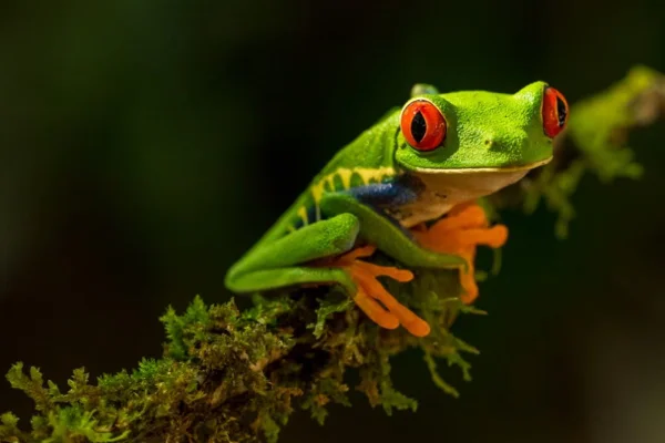 Perereca verde de olhos vermelhos na floresta