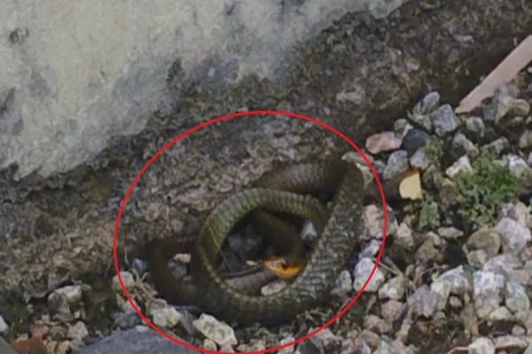 Imagem colorida, Cobra foi avistada no terreno da residência- Metrópoles