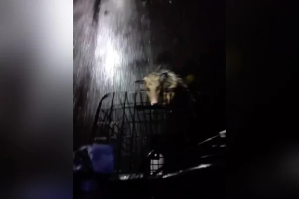 Gambá pega carona em bicicleta de bartender no Rio: “Quer ir comigo”