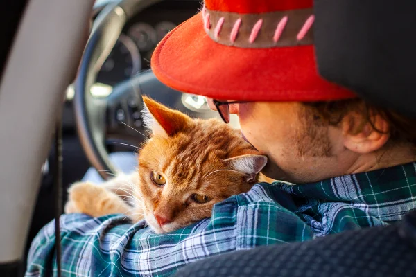 Foto colorida de gato em colo de motorista