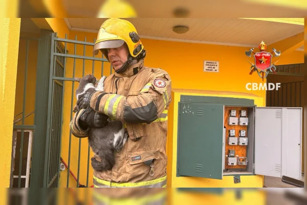 Moradores e animais domésticos são resgatados de incêndio em prédio
