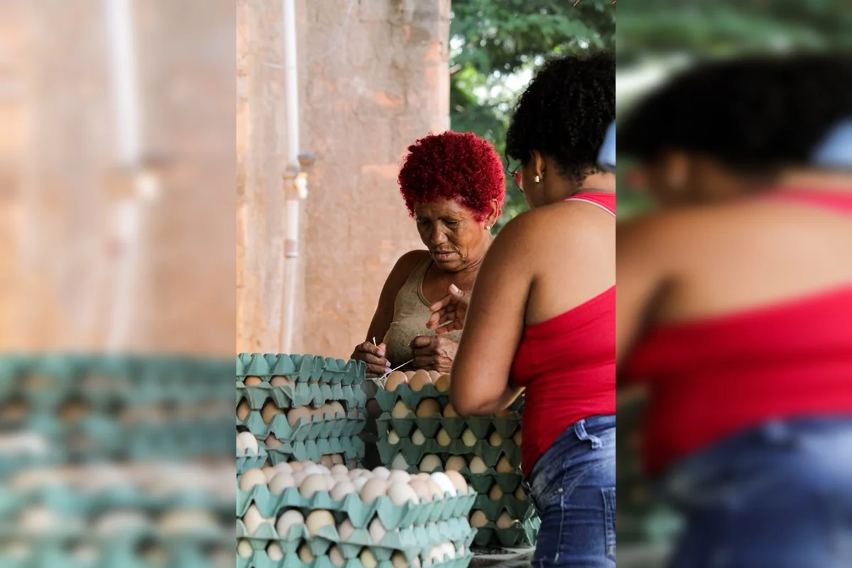 O Karambu passou, então, a facilitar a comercialização direta desses ovos, conectando as produtoras a feiras, universidades e mercados urbanos, o projeto criou uma fonte de renda mais estável para o coletivo O Karambu passou, então, a facilitar a comercialização direta desses ovos, conectando as produtoras a feiras, universidades e mercados urbanos, o projeto criou uma fonte de renda mais estável para o coletivo