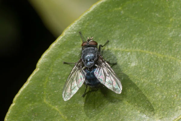 Foto colorida de uma mosca - Metrópoles