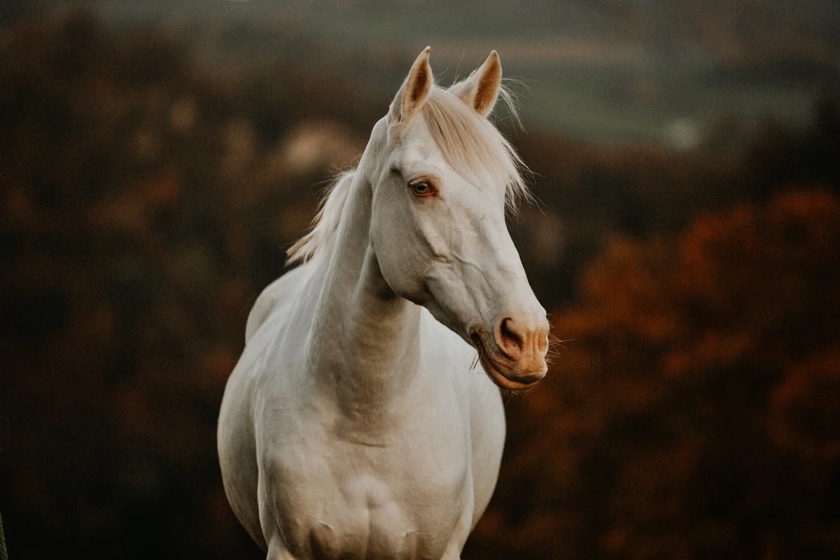 Cavalo cremello