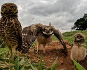 Família de corujas curiosas encanta fotógrafo Família de corujas curiosas encanta fotógrafo
