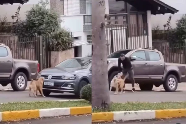 Montagem de duas imagens coloridas de cachorro caramelo no trânsito