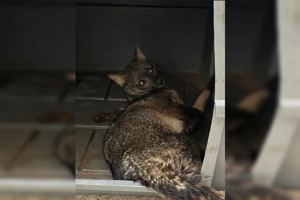 Cachorro-do-mato - Metrópoles