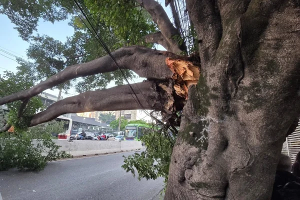 Árvore cai na Giovanni Gronchi e trava trânsito na zona sul de SP - destaque galeria Árvore cai na Giovanni Gronchi e trava trânsito na zona sul de SP - destaque galeria