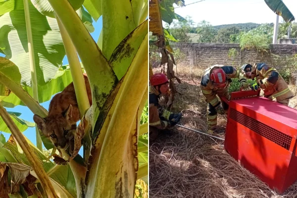 Filhote de onça-parda se esconde em bananeira e é resgatado em MG