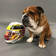 Roscoe Hamilton, bulldog cachorro do piloto Lewis Hamilton Roscoe Hamilton, bulldog cachorro do piloto Lewis Hamilton