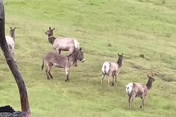 Burro sumido por 5 anos é achado como macho alfa de matilha de veados