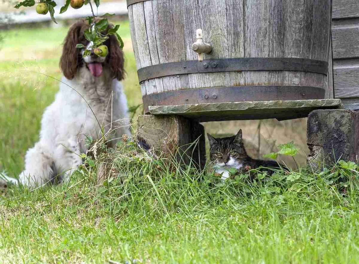 'A 498ª rodada de esconde-esconde', finalista do Comedy Pet Photo Awards — Foto: Kim Horstmanshof/Comedy Pets 'A 498ª rodada de esconde-esconde', finalista do Comedy Pet Photo Awards — Foto: Kim Horstmanshof/Comedy Pets