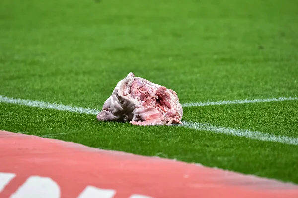 Imagem colorida cabeça de porco no Corinthians e Palmeiras - Metrópoles