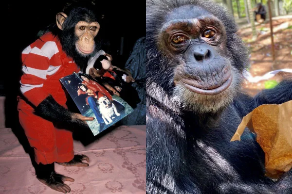 Onde está Bubbles? Veja a vida atual do chimpanzé de Michael Jackson