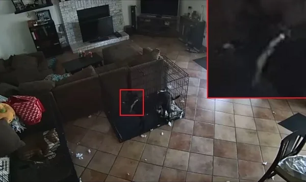 Vídeo: tiktoker diz que fantasma tirou a coleira de seu cachorro