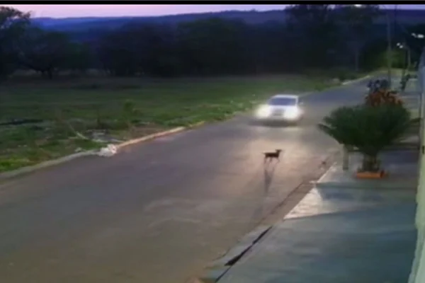 Cachorro Atropelado Goias Anapolis
