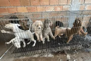 Mais de 60 animais são resgatados em situação de maus tratos na Zona Sul Mais de 60 animais são resgatados em situação de maus tratos na Zona Sul