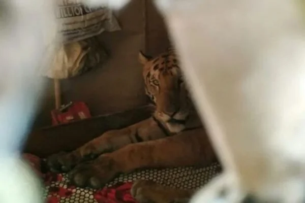 Tigresa tira “soneca” em cama de residência após fugir de inundação