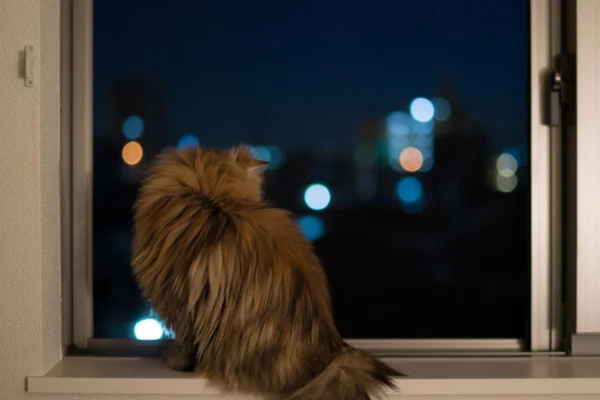 Imagem colorida de gato na janela à noite
