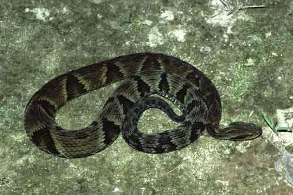 cobra jararaca