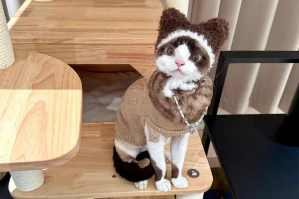 Na imagem com cor, foto de gatinha fashionista do TikTok - metrópoles
