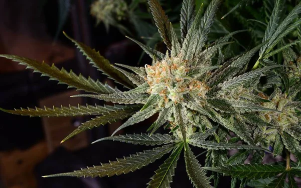 Maconha gourmet vira febre entre usuários de áreas nobres de Brasília