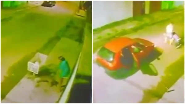 Vídeo: pit-bull ataca e mata cadela em município de MG