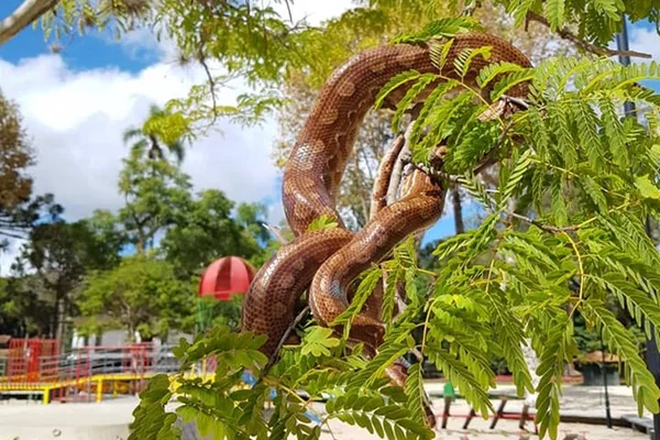 Cobra solta em parque de Curitiba durante pandemia de coronavírus