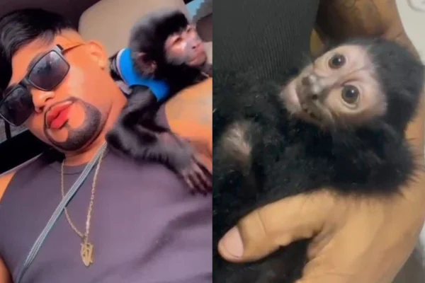 À esquerda, homem de óculos escuros segura macaco no ombro esquerda; à direita, macaco está deitado em um braço - Metrópoles
