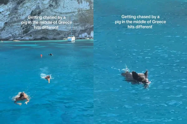Influenciadoras são perseguidas por javali no mar, na Grécia